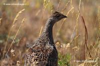 257 Sharp-tailed grouse IMG 0338 (2)